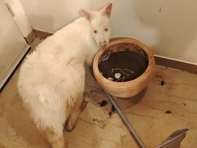 Украденного из зоопарка кенгуру-альбиноса обнаружили в тель-авивской квартире