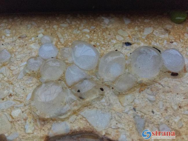 В ряде районов Израиля, включая Тель-Авив, выпал град