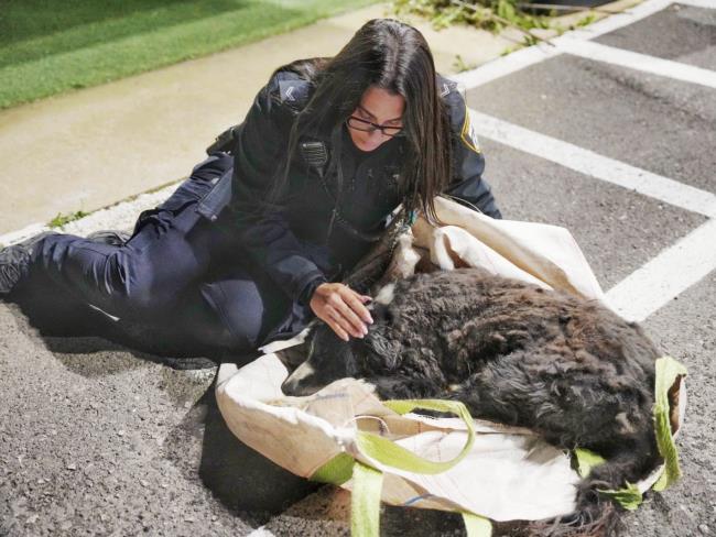 Собаку из Тверии нашли в лесу после похищения - она была ранена