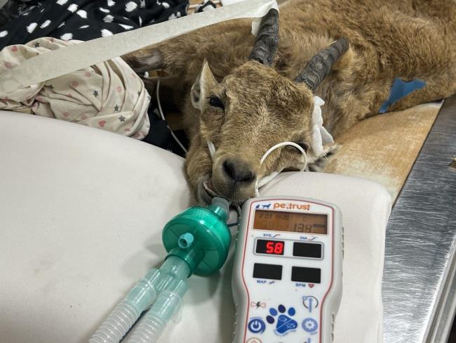 Юную горную козочку вылечили в больнице для диких зверей при зоопарке «Сафари»