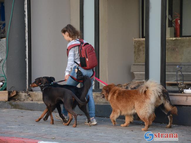 В Израиле живут 581 022 собаки, причем каждая 14-я из них – ши-тцу. Новая статистика минсельхоза