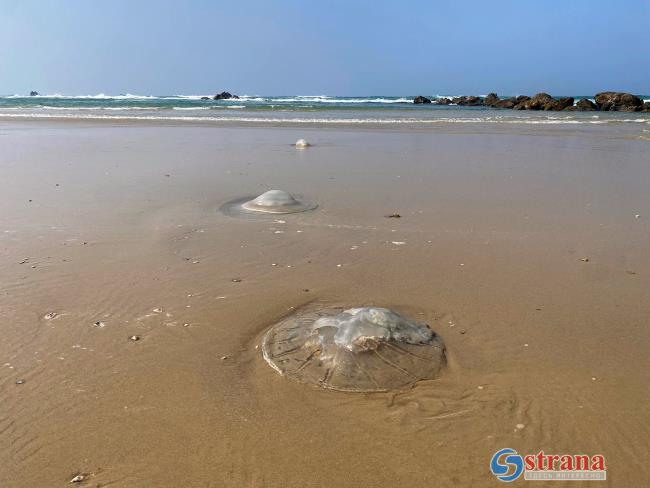 Весеннее нашествие медуз на побережье Израиля: соблюдайте осторожность