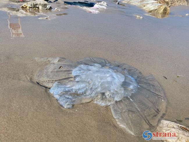 С 12 марта в Израиле будет тепло: на пляжах следует помнить о медузах