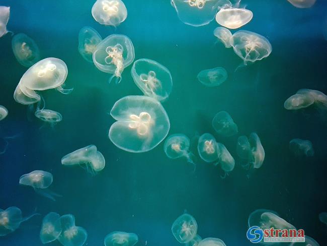 Крупная популяция медуз пришла к берегам Израиля