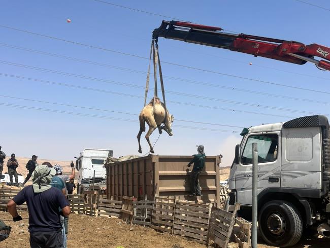 Семь бедуинов арестованы за организацию верблюжьих бегов на стрелковом полигоне ЦАХАЛ