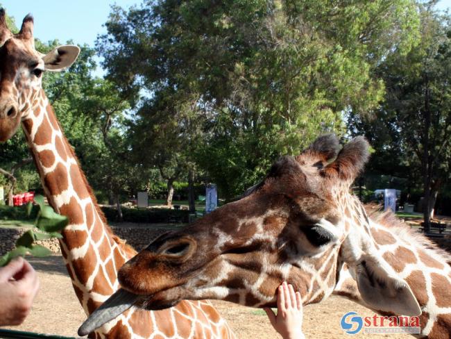 В Библейском зоопарке в Иерусалиме родился южно-африканский жирафенок